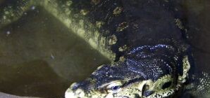  Киевский зоопарк охраняют пять новых 