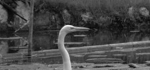 Киевляне спасают огромную стаю лебедей на замерзшем пруду