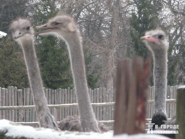 Из трех страусов остались только два. Фото Ольги Кромченко