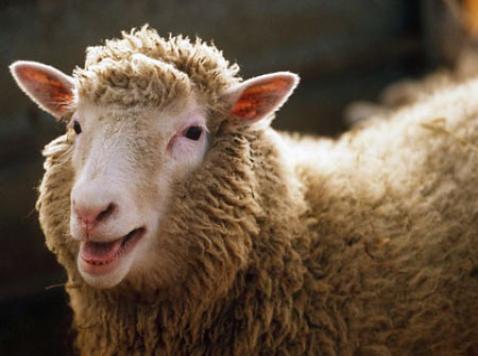 А вы уже почтили сегодня память овечки Долли? Фото с сайта hirado.hu