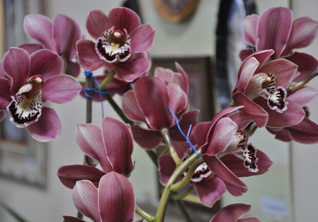 Выставка орхидей и хищных растений продлится до 19 февраля. Фото автора