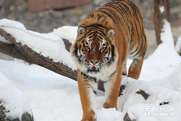 Тигра оставят в покое и проверят на бешенство. Фото Максима Люкова