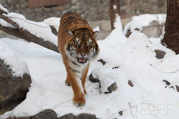 Почему клетка с тигром оказалась открытой - не ясно. Фото Максима Люкова