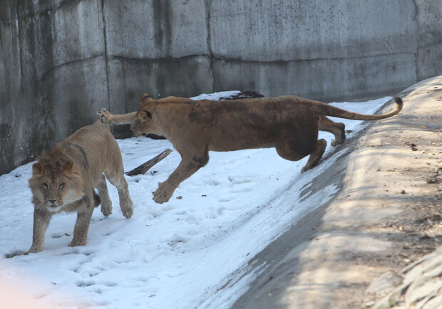 Тигры и львы - самые опасные животные Киевского зоопарка. Фото Максима Люкова