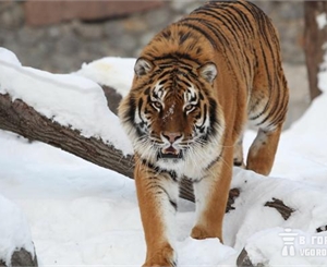 Нежное имя тигра Тишки оказалось почти смертельно обманивым. Фото Максима Люкова