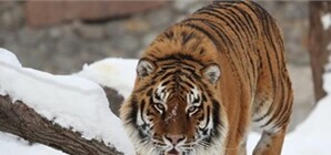 Чем жил Киев: смерть от удара сосулькой, неработающее метро и тигр, сорвавший с киевлянина скальп