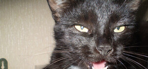 Фотоконкурс на самого обаятельного мурлыку. Кот-Чемпион получит ценный приз от зоо-магазина