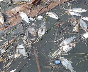 Восемь тонн мертвой рыбы выбросило на берега реки. Фото Максима Люкова