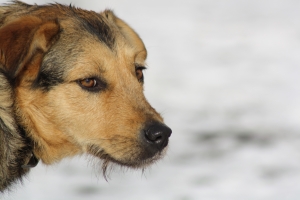 Киевляне просят помочь им в поиске пропавших животных. Фото с сайта sxc.hu