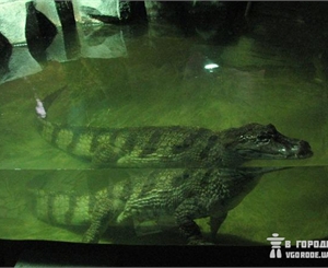 Скоро станет известно, почему погиб крокодил. Фото Ольги Кромченко