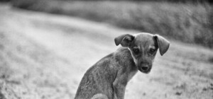 Лохматые обитатели одесских улиц: собачки позируют и водятся с котами