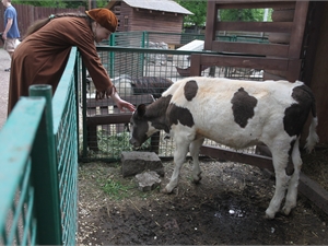 Скоро в детском контактном зоопарке появятся маленькие телята, козлята, ягнята и даже нутрии! Фото Антона Лущика