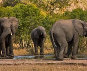 Эксперт: слонов в зоопарке больше не будет. Фото с сайта sxc.hu