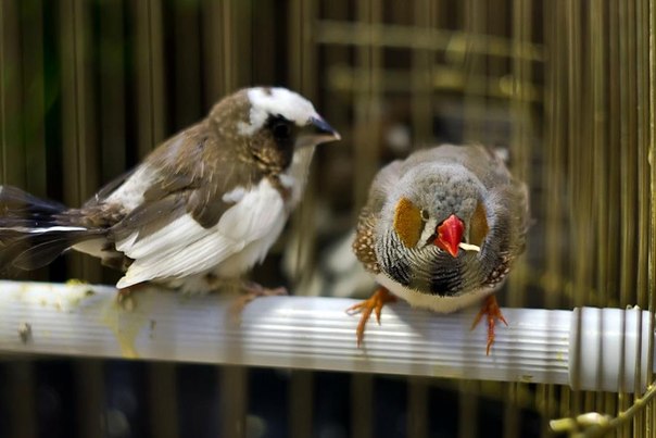Вот таки птицы живут в нашей редакции. Фото Влада Вознюка