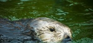 На Конча-Заспу напали опасные животные