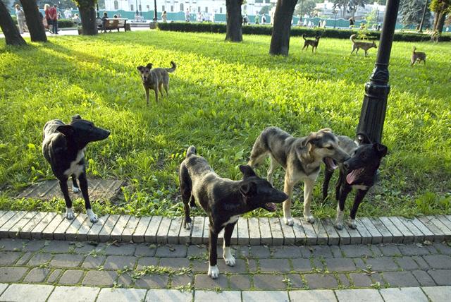 Собак в столице снова начали травить. Фото Дмитрия Никонорова