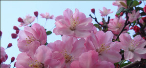 Премьера в Луганске: 3-х летние дети покажут 