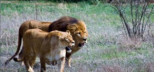 Крымский парк львов 