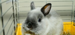 Не только ценный мех: в Киев привезли кроля размером с собаку