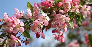 Как Донецк отметил Первомай: Парад на площади Ленина и маевка в парке Щербакова