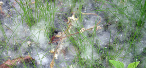 В Харькове тополя заменят на липы и клены