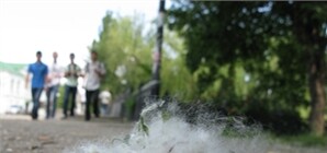 Крымских аллергиков в сезон мучений некому лечить