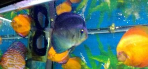 1 июня маленькие крымчане смогут бесплатно посетить аквариум и крокодиляриум