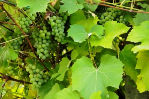 В Киеве появился свой виноградник. Фото с сайта sxc.hu