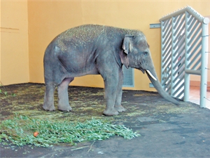 Слоненок уже пережил ночь в своих новых апартаментах. Фото пресс-службы зоопарка