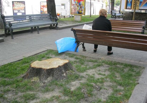 В "Киевзеленстрое" обещают, что на месте пеньков появятся новые деревья. Фото Тамары Балаевой