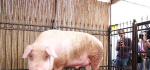 Хряка на сало: Вещун напророчил победу сборной Швеции над Украиной