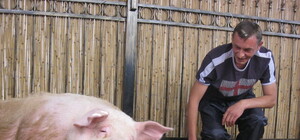 Новые предсказания от свиньи: победит Чехия, проиграет Россия