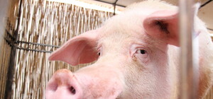 Смелые предсказания хряка-вещуна: Италия и Испания проиграют