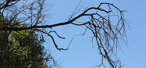 Аварийные деревья: как бороться с 