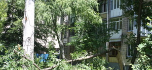 Аварийные деревья: как луганчанам бороться с опасной 