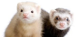 В Одесском зоопарке куча пополнений: одесситы могут назвать муфлонов, мартышек и козерога