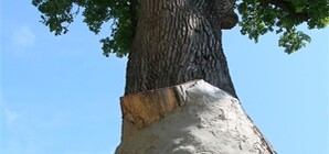 Выйдя из комы, мужчина замуровал святую икону внутрь 500-летнего дуба