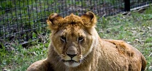 Ялтинский зоопарк, Поляна сказок и Лукоморье: куда отправиться с ребенком в Крыму