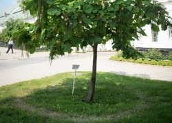 Одно из деревьев катальпы обзавелось собственным нимбом. Фото с сайта gorodkiev.com.ua