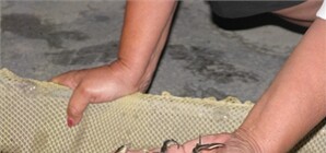 В Днепр запустят рекордное количество рыбных мальков