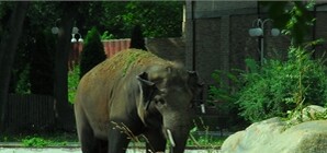 Знакомство со слоником: посмотреть на Хораса пришли сотни киевлян