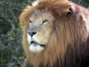 Львам положено быть худыми. Фото sxc.hu