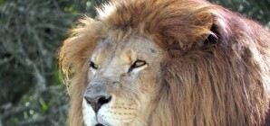 Львы из Киевского зоопарка должны быть худыми?