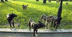 12 собак живут на территории ботсада. Фото Дмитрия Никонорова