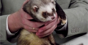 Как поживает харьковский хорек-оракул Фред после Евро-2012?