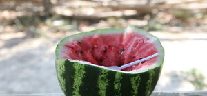 Фотофакт: чем закончился арбузный флешмоб в Запорожье