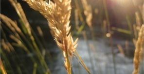 В 2012 году было собрано в 2,3 раза больше зерна, чем в указанный период прошлого года. Фото с сайта www.sxc.hu.