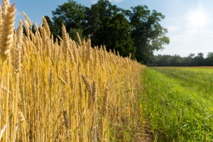 Первый миллион зерновых в Киевской области уже собран! Фото с сайта sxc.hu