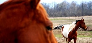 Зрелищные соревнования на Луганщине: красивые кони, большой концерт и розыгрыши призов