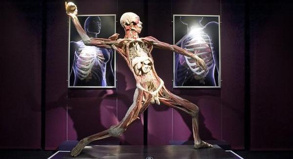 Киевляне смогут ознакомиться с человеческим телом изнутри, как с истинным произведением искусства. Фото: организаторы выставки